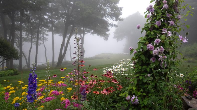 Clematis, delphiniums, coneflowers, daisies, lawn